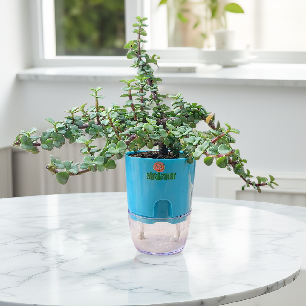 Jade Plant Tasbeeh Bail in Self Watering Pot