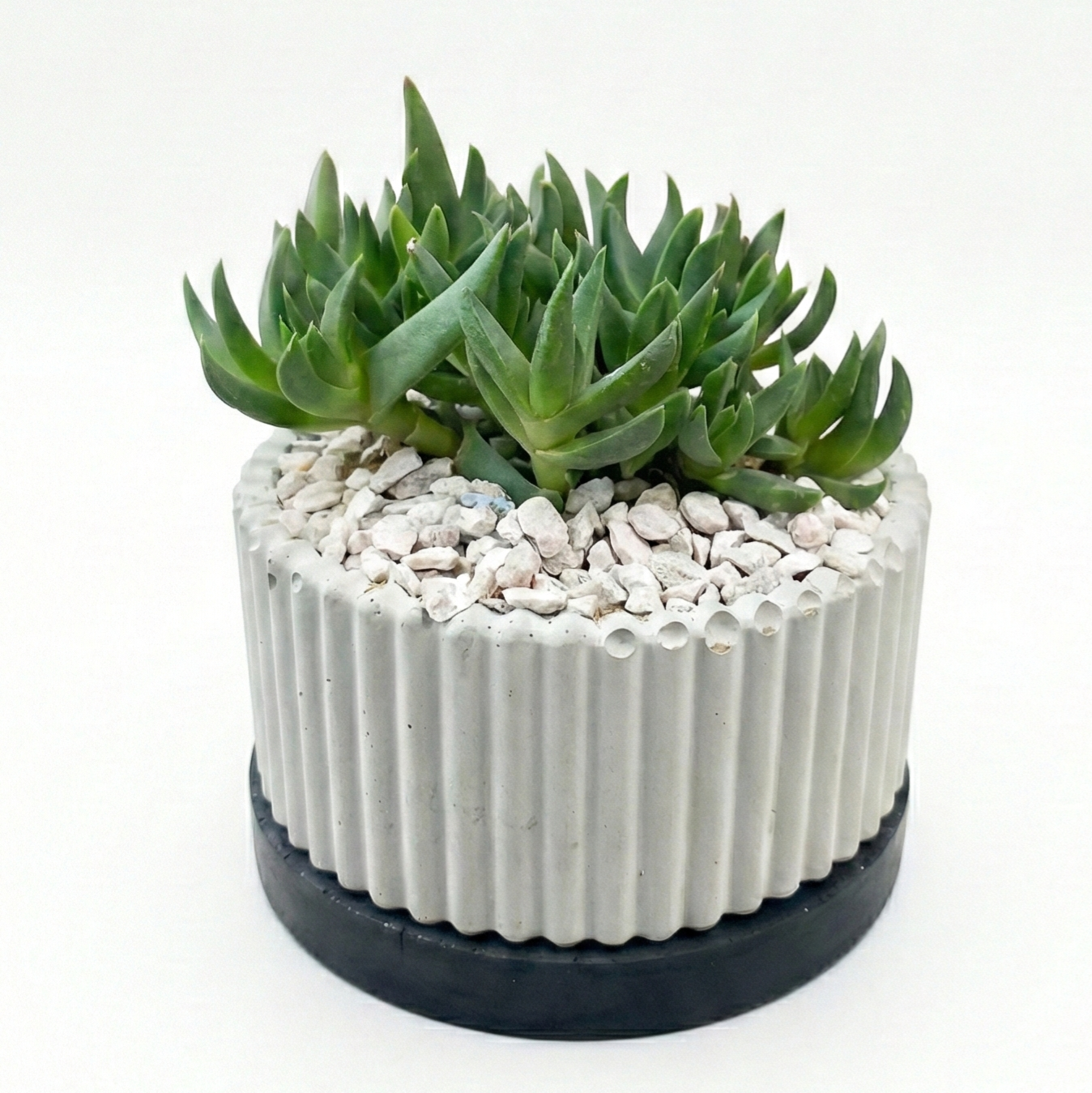 Bergaranthus in ribbed pot with tray