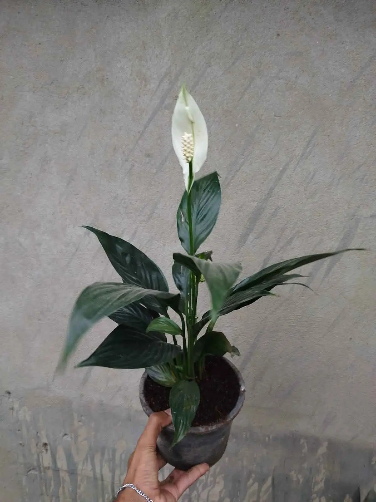 Peace Lily