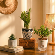 Set of 3 - Wow Bundle | ZZ Painted Terracotta, Zebra OLA, Jade Self watering