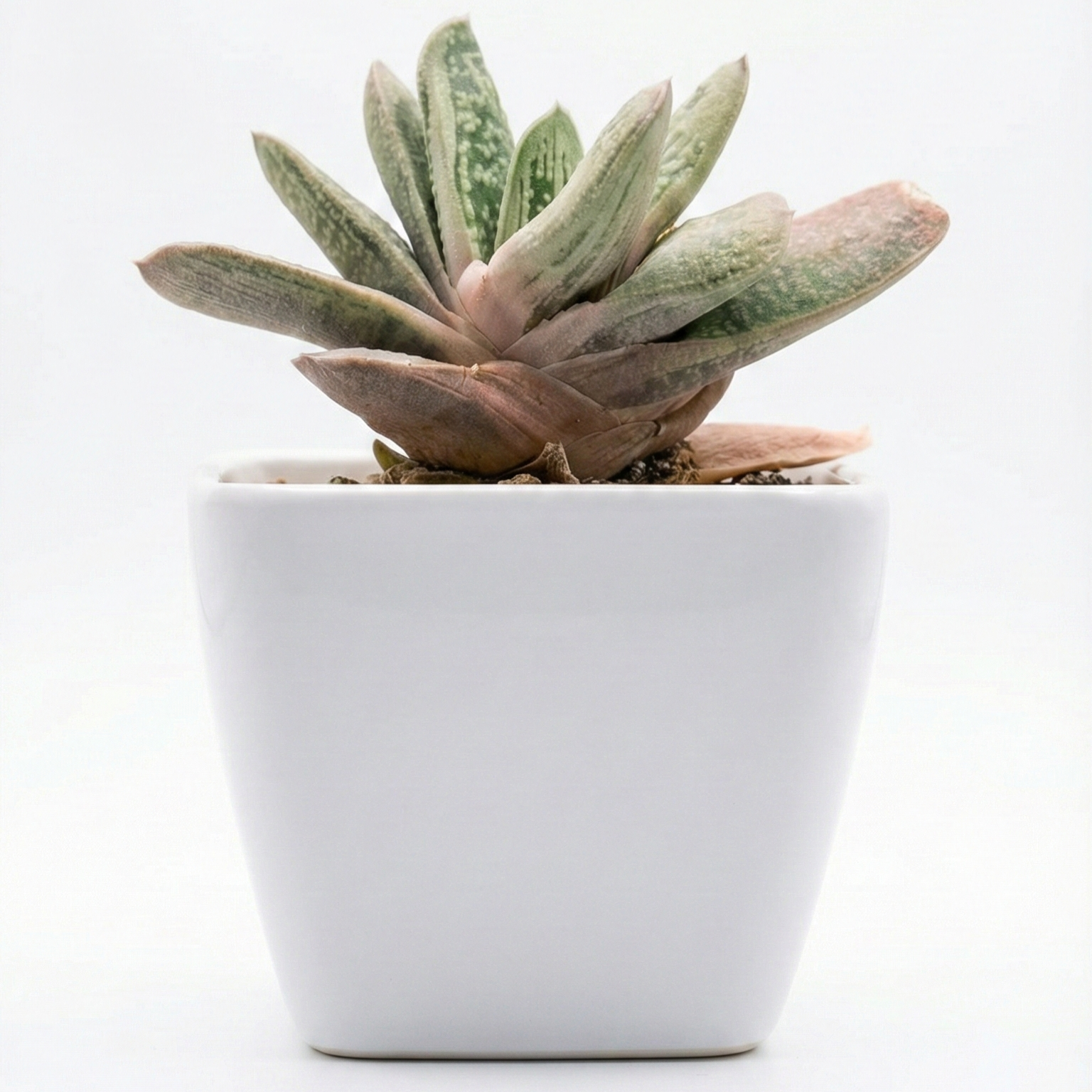 Gasteria in Melamine Pot