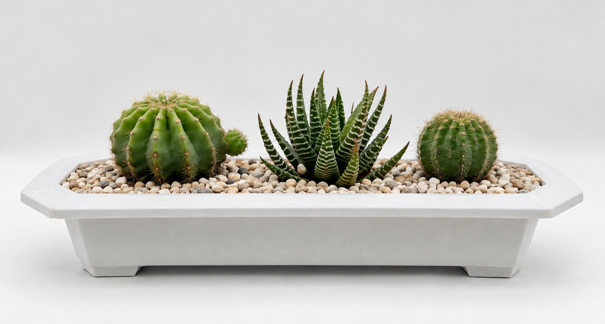 Succulent /Cactus Arrangement in plastic tray