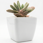Gasteria in Melamine Pot