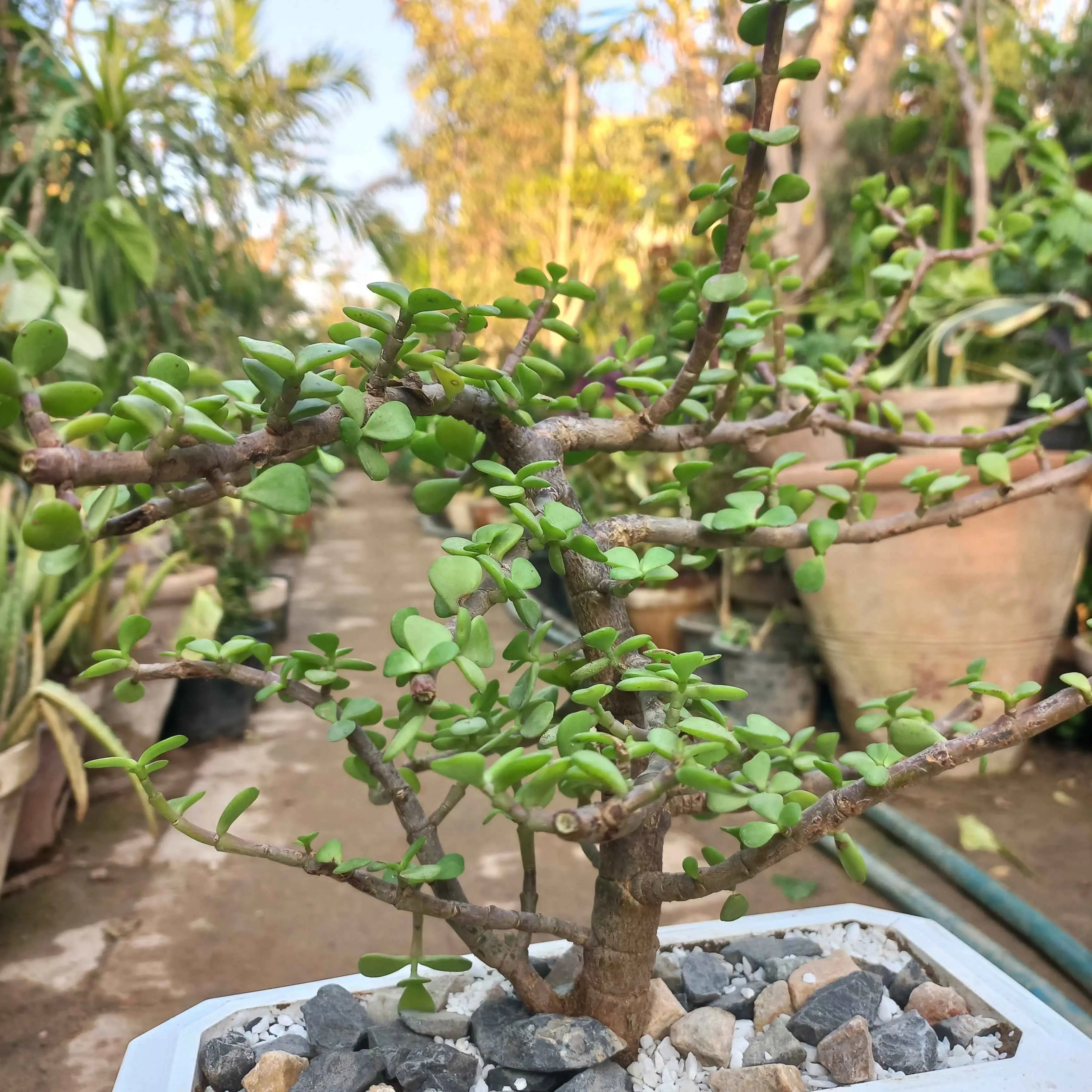 jade plant in pakistan Lucky Jade Plant Bonsai