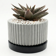 Haworthia limifolia in ribbed pot with tray