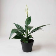Peace Lily