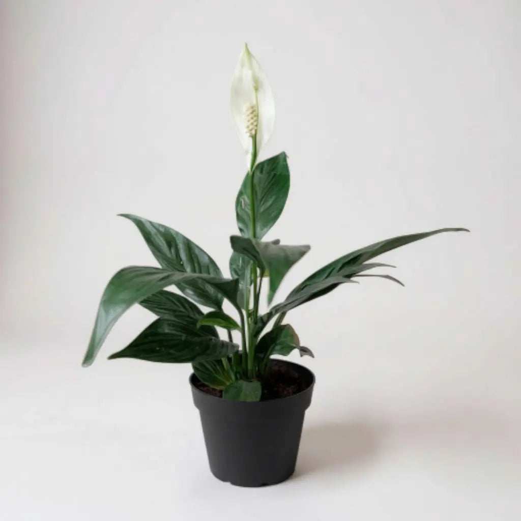 Peace Lily