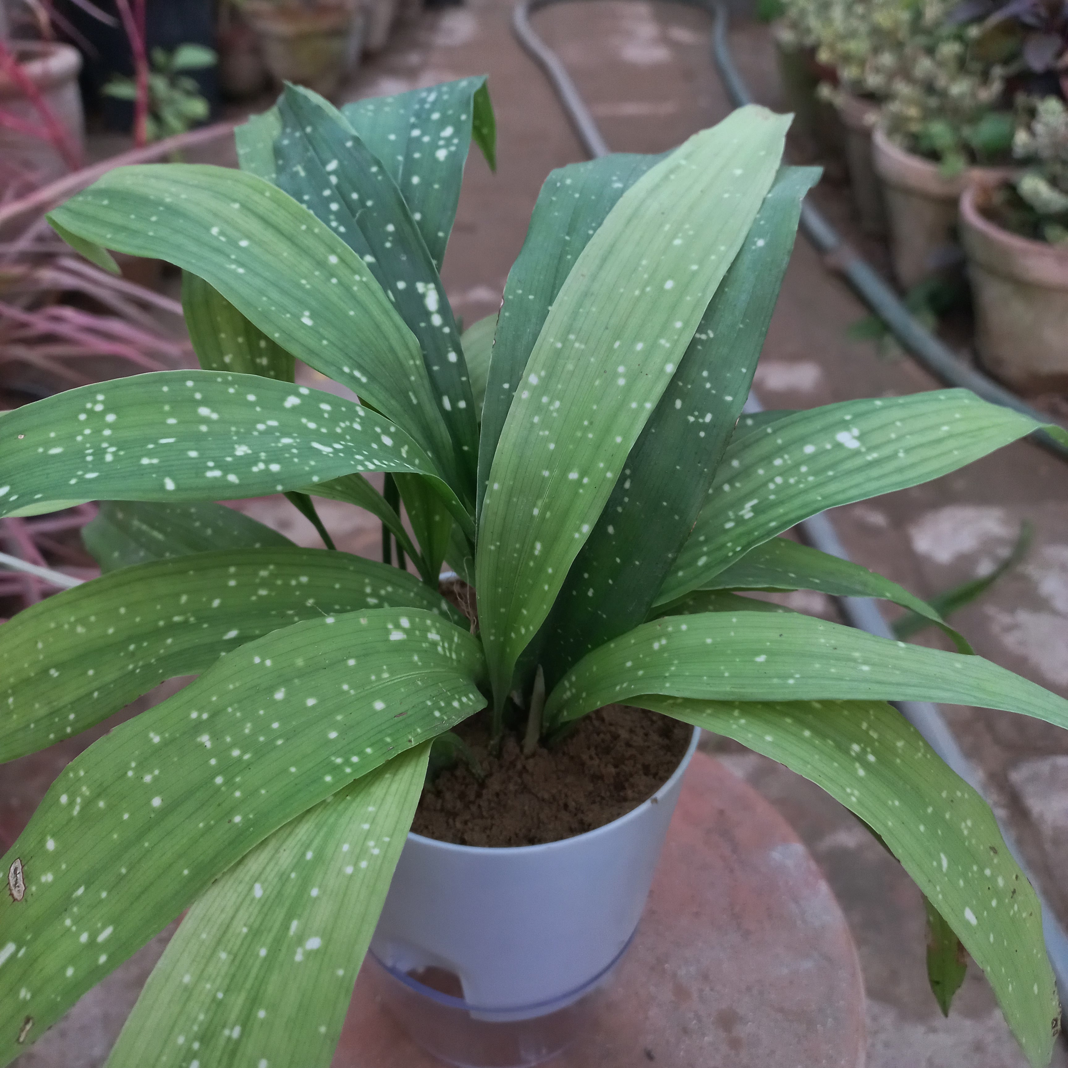 Aspidistra shooting star
