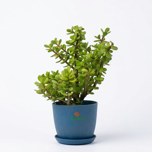 Jade Plant Tasbeeh Elephant Bush in Luma Pot