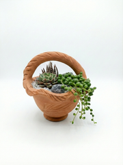 Succulent Arrangement in Terracotta Basket