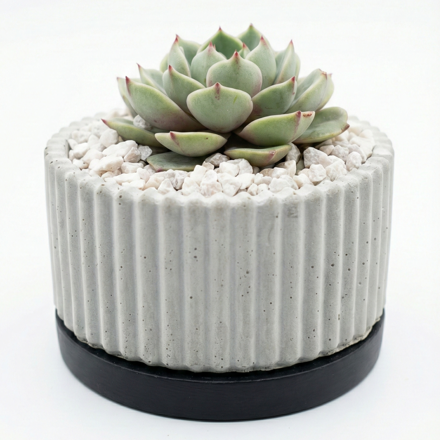 Echeveria in ribbed pot with tray