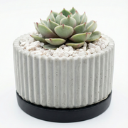 Echeveria in ribbed pot with tray