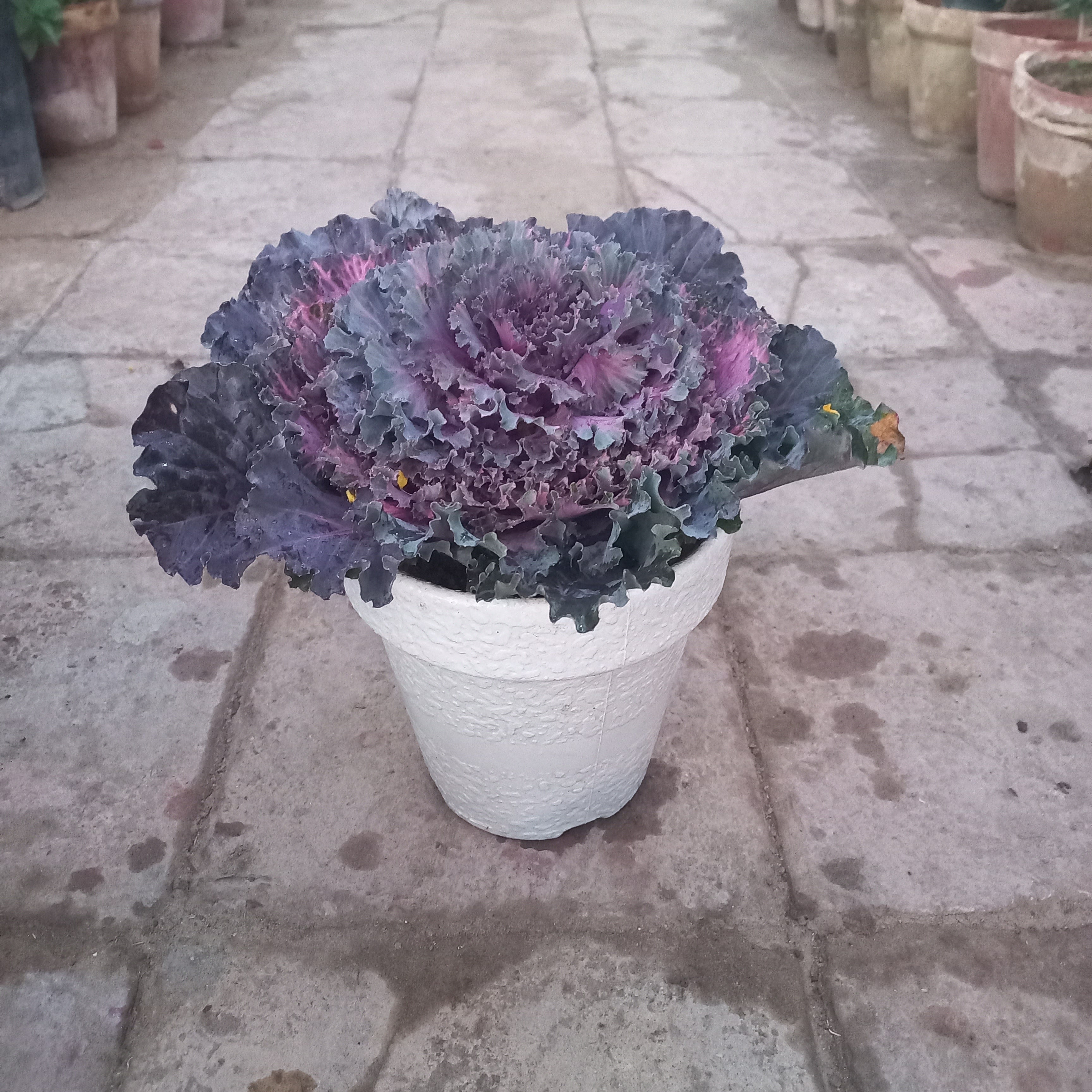 Kale Ornamental Cabbage in Fiber Pot