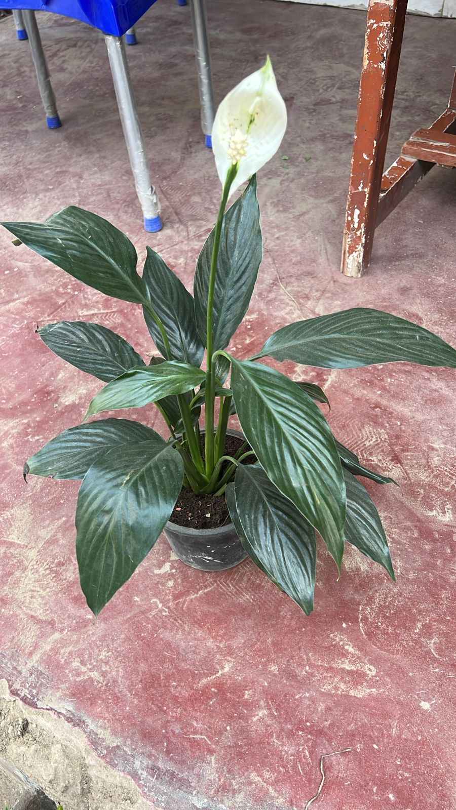 Peace Lily