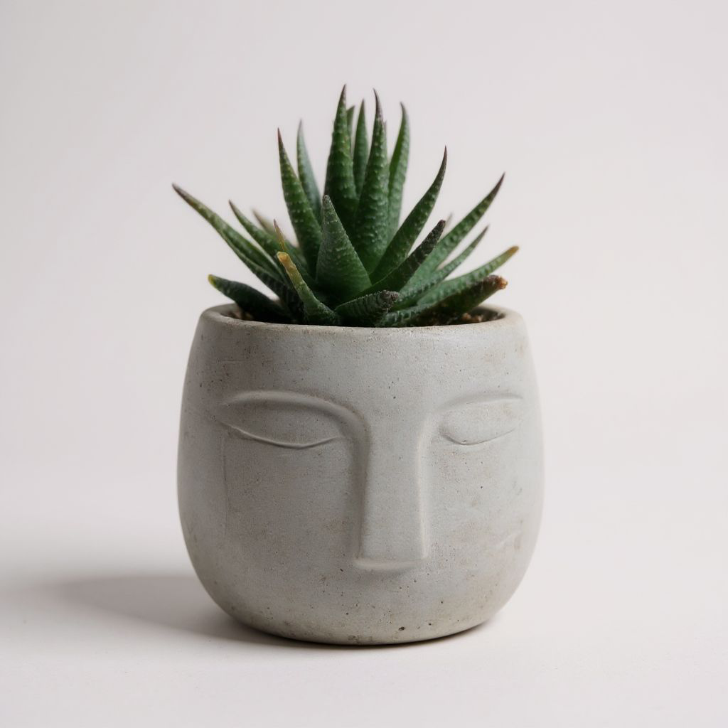 Haworthia Zebra in OLA Pot