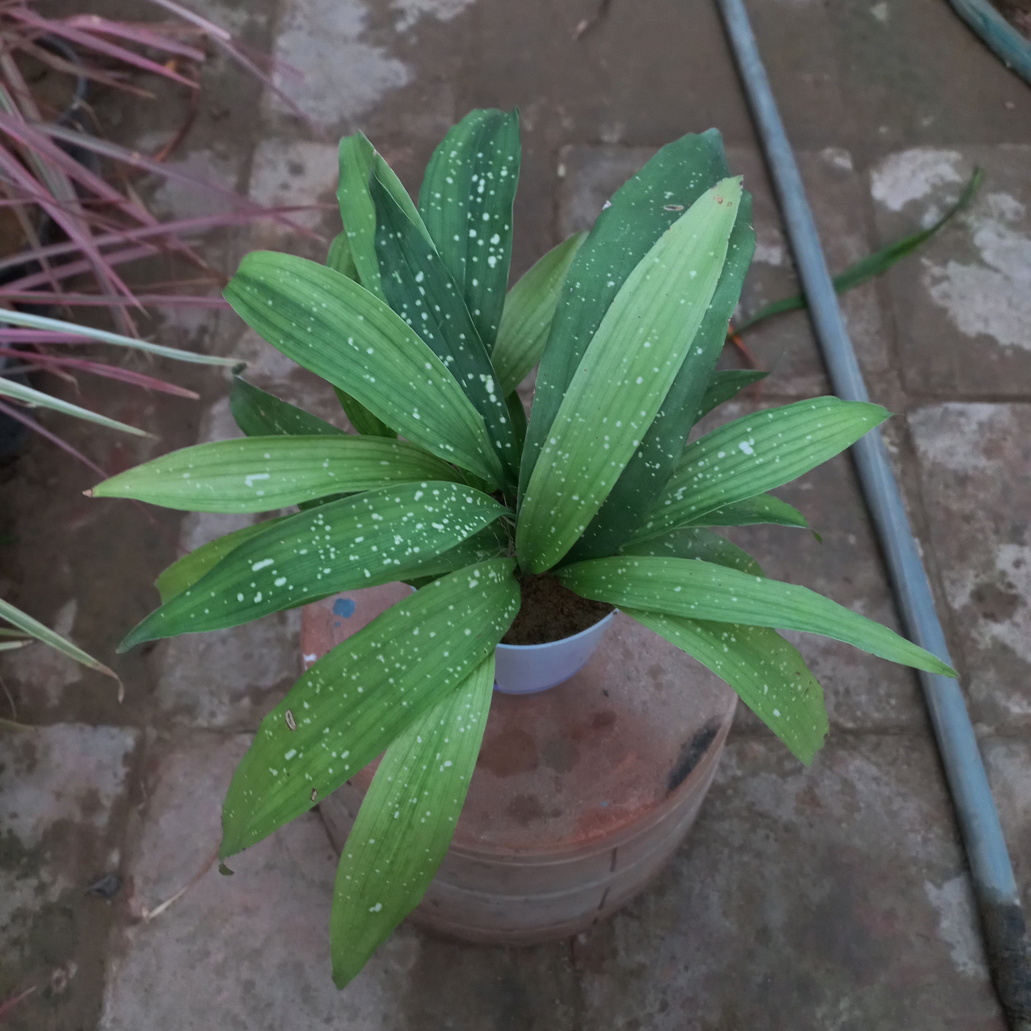 Aspidistra shooting star