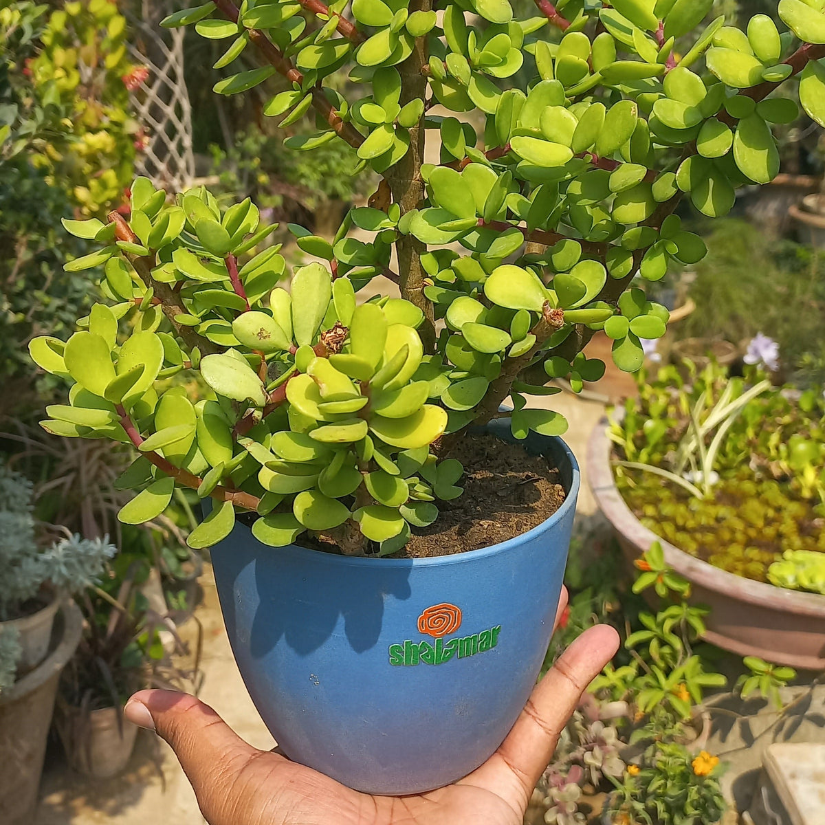 Jade Plant Tasbeeh Elephant Bush in Luma Pot