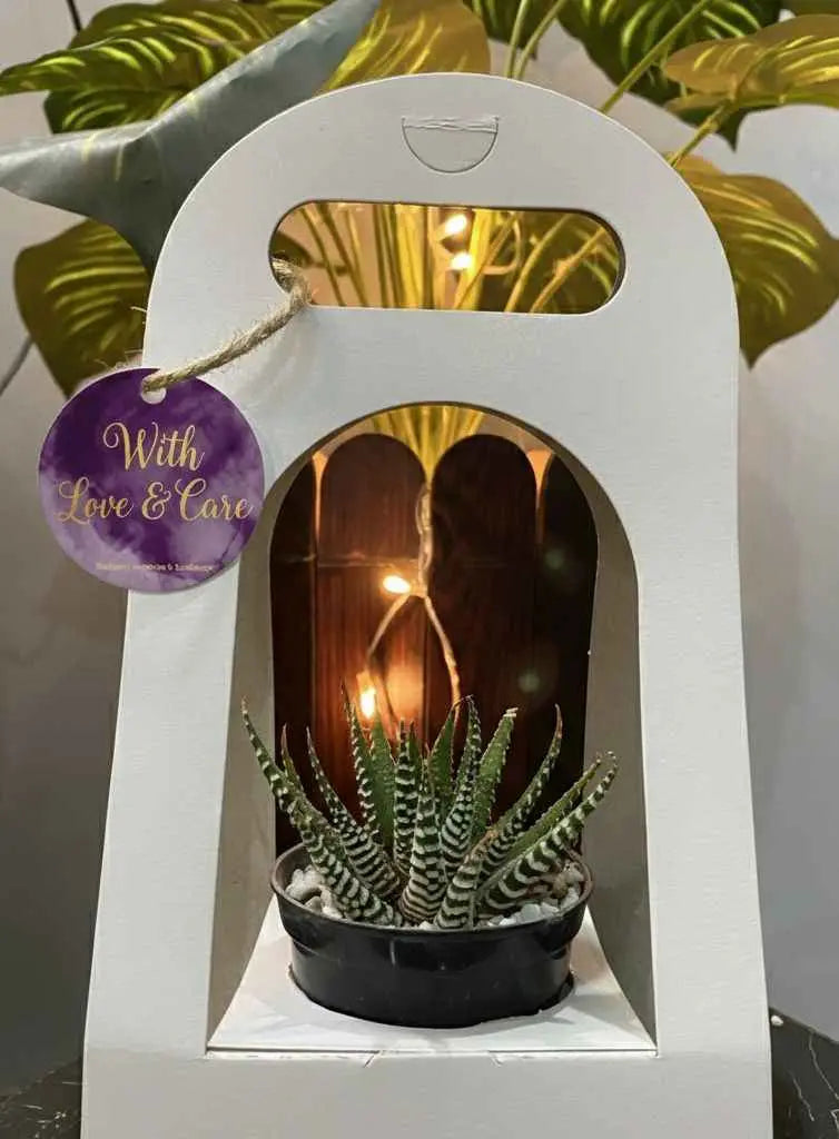 Succulent Gift Basket
