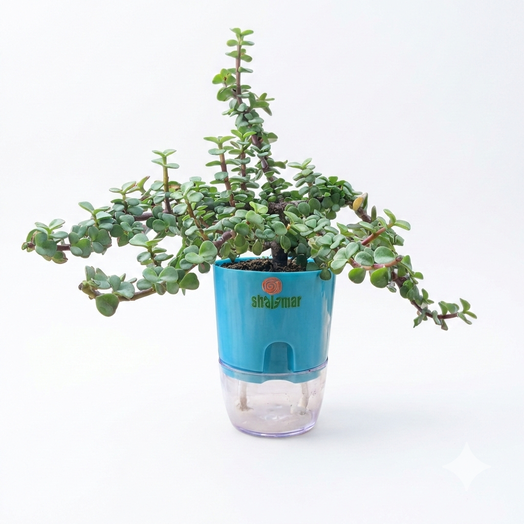 Lucky Jade Plant Tasbeeh Bail