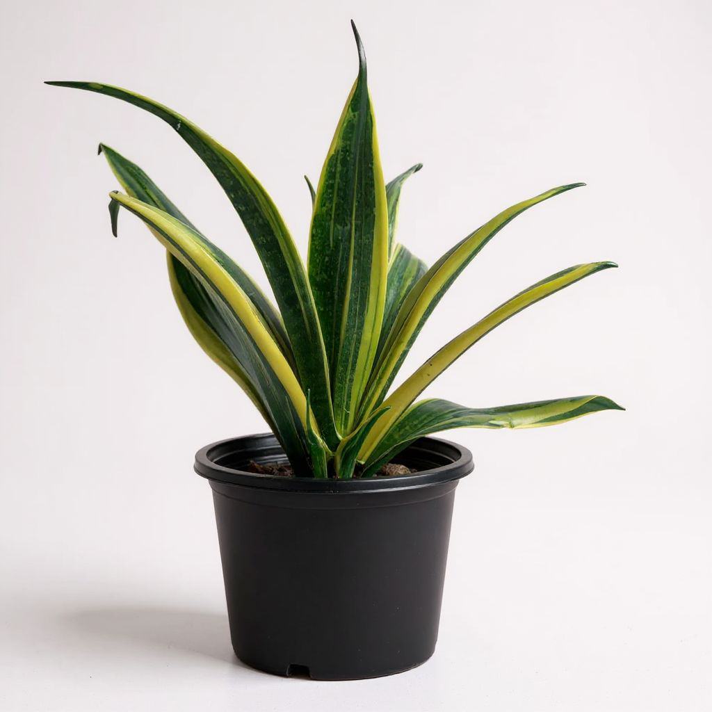 Snake Plant Sensaveria Golden Flame