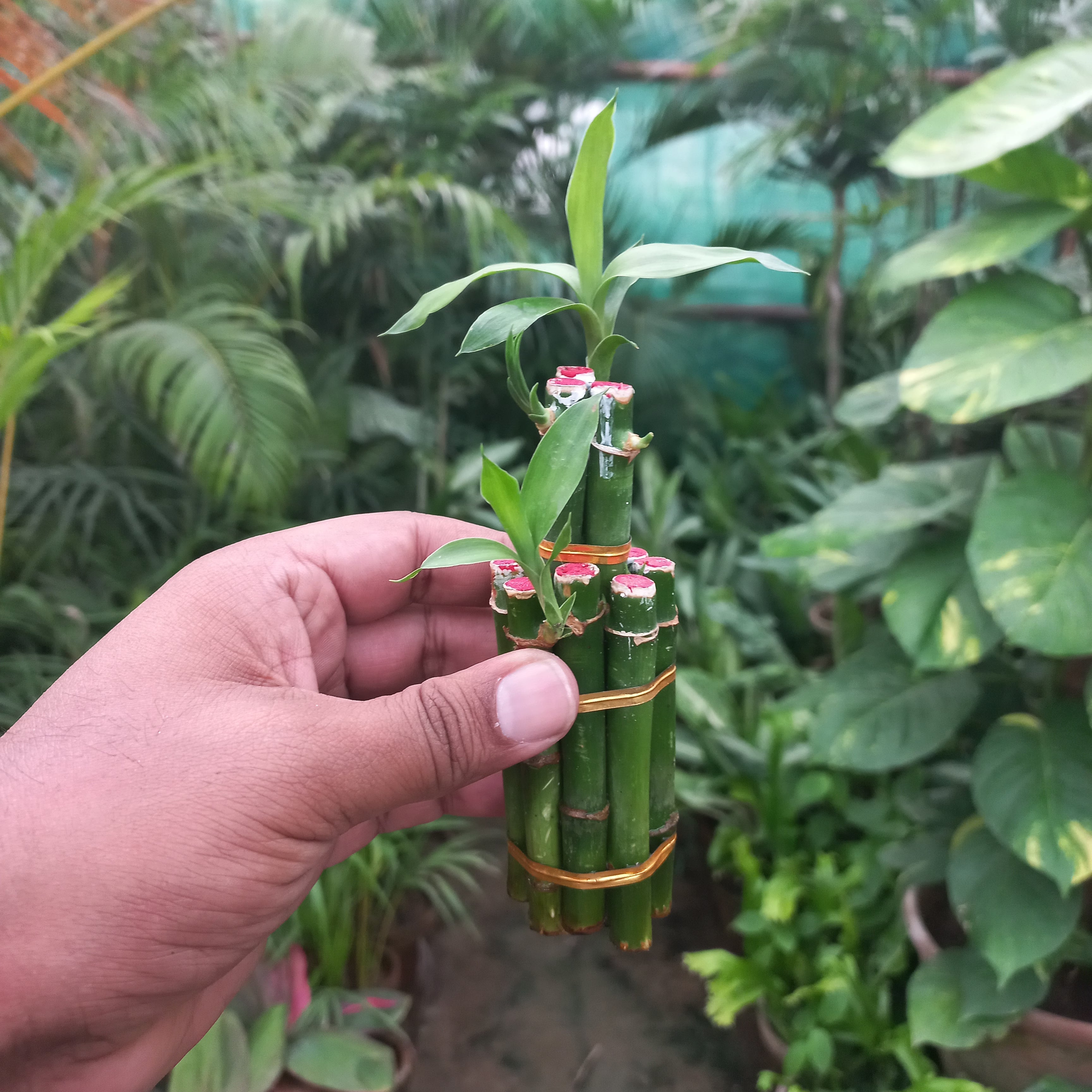 Lucky Bamboo Bunch