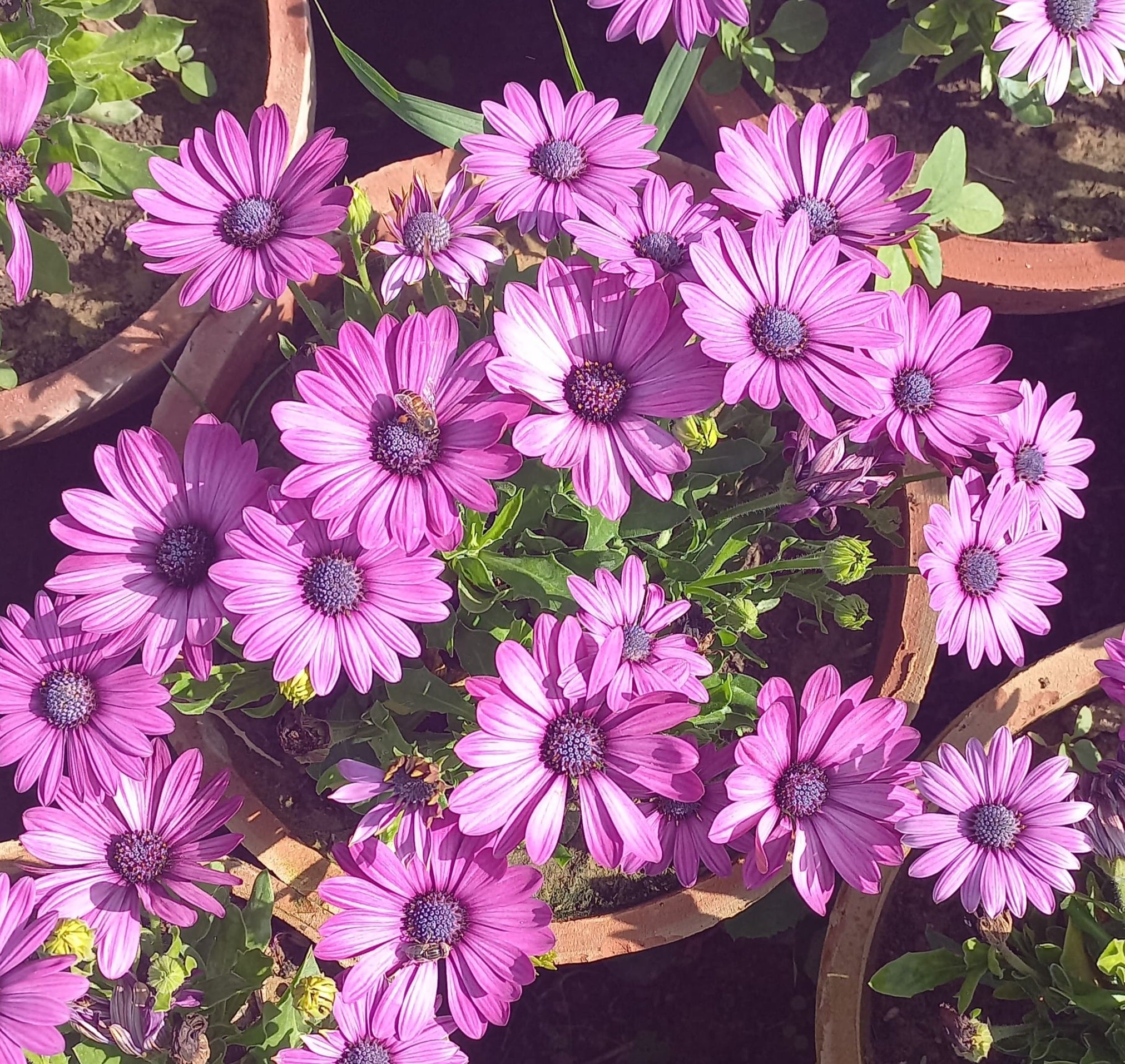 Osteospermum Afircan Daisy Purple
