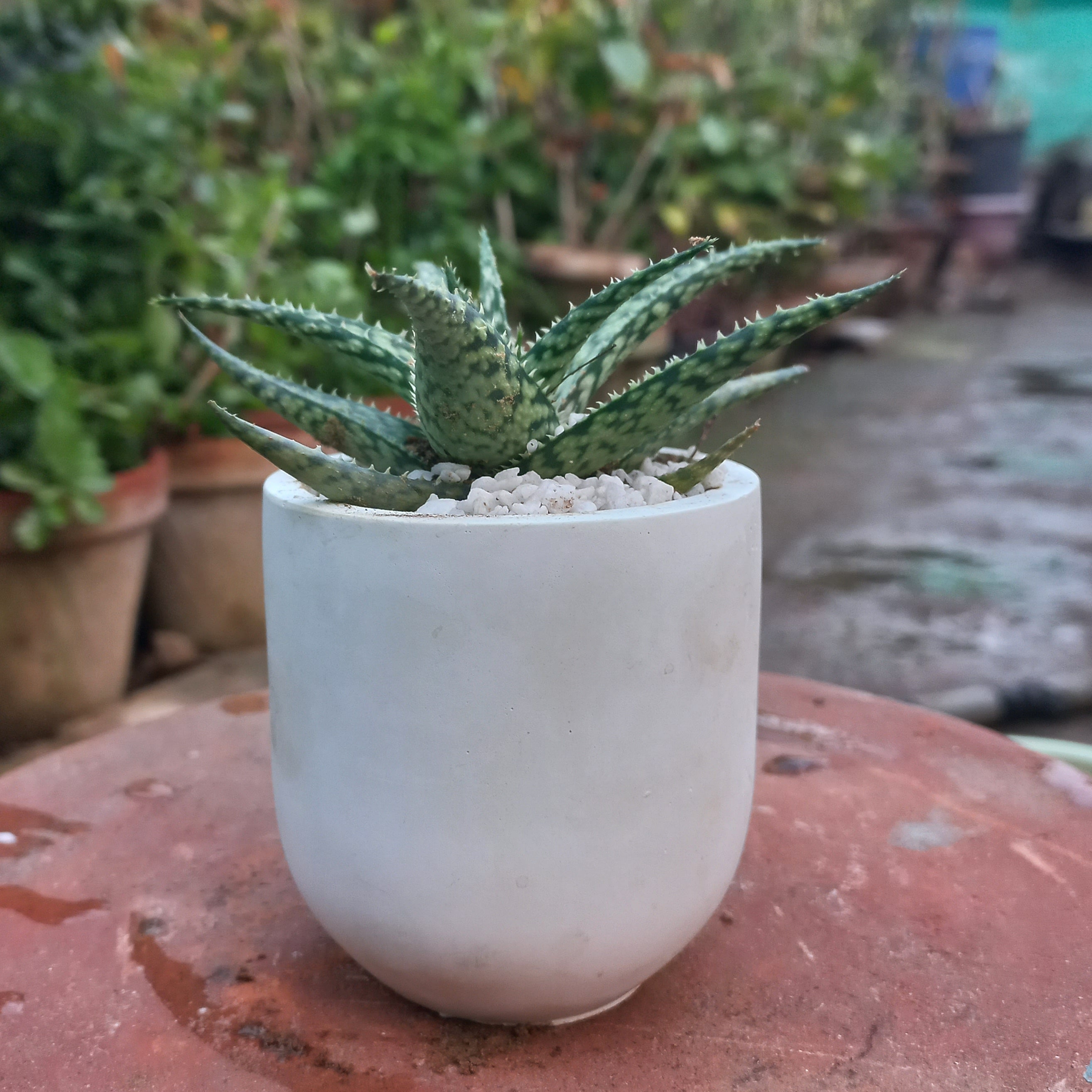Christmas Carol Aloe