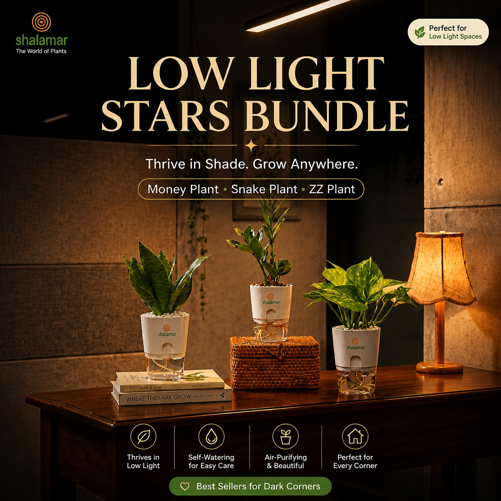 Set of 3 - Low Light Stars (Money, Snake, ZZ)