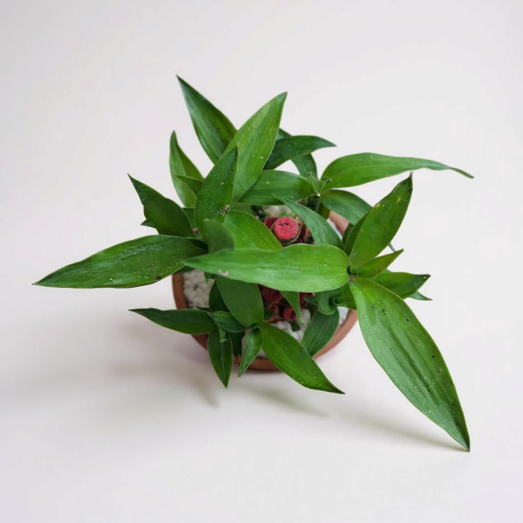 Lucky Bamboo Bunch