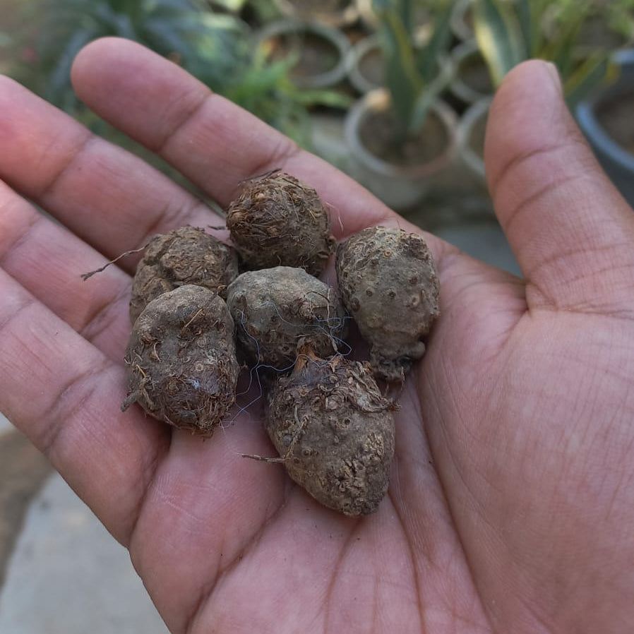 Caladium Bulbs Mix (Thai)