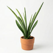 Snake Plant Trifisciata in Tubby Terracotta Pot