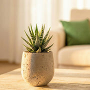 Haworthia Zebra in Premium Travertine Marble Pot