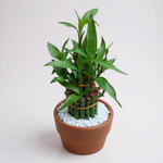 Lucky Bamboo Bunch