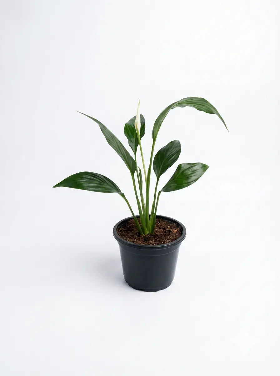Peace Lily - Shalamar Nurseries & Landscapers