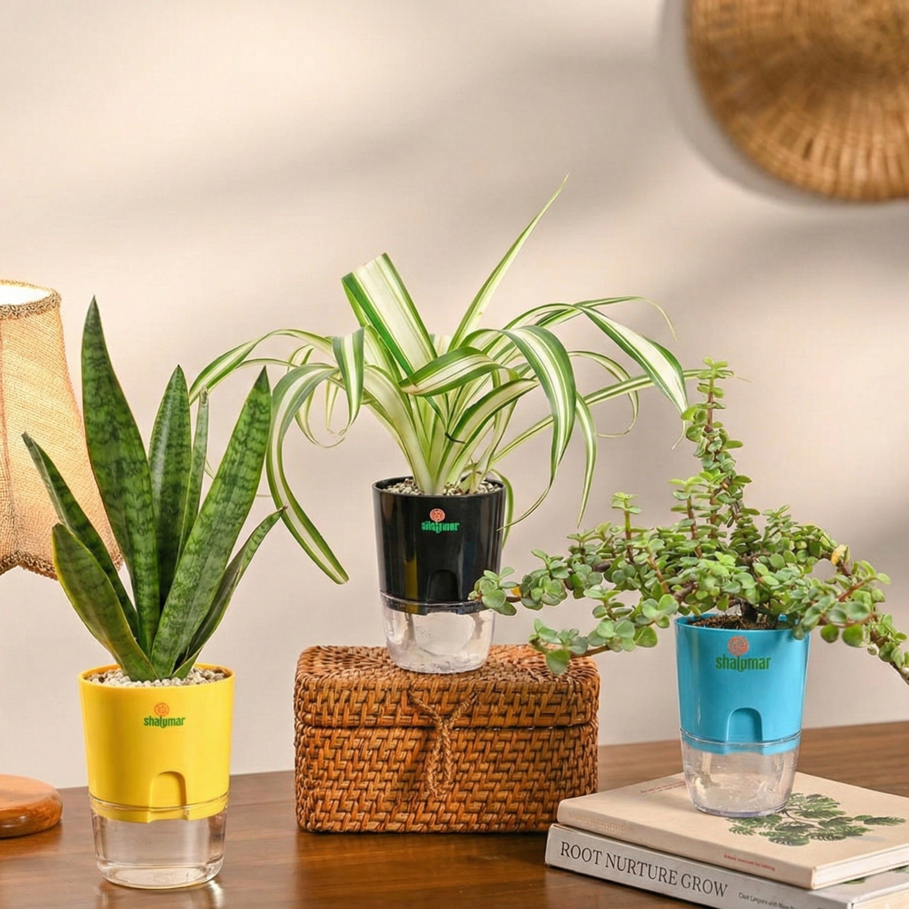 Set of 3 - Air Purifying Plants | Jade, Spider & Snake