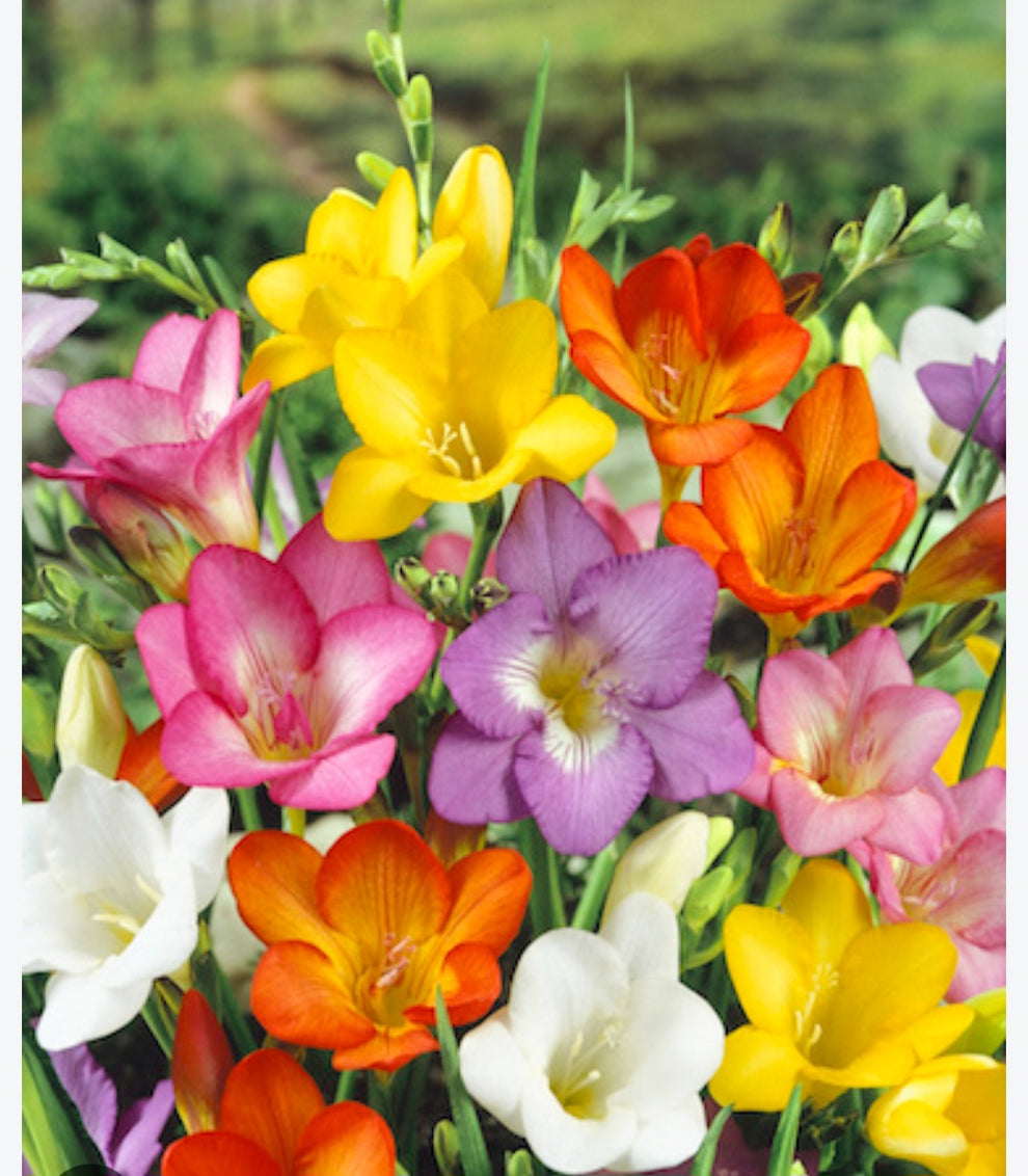 Fressia Mix Pack of 5 Bulbs With Free Shipping