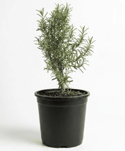 Rosemary