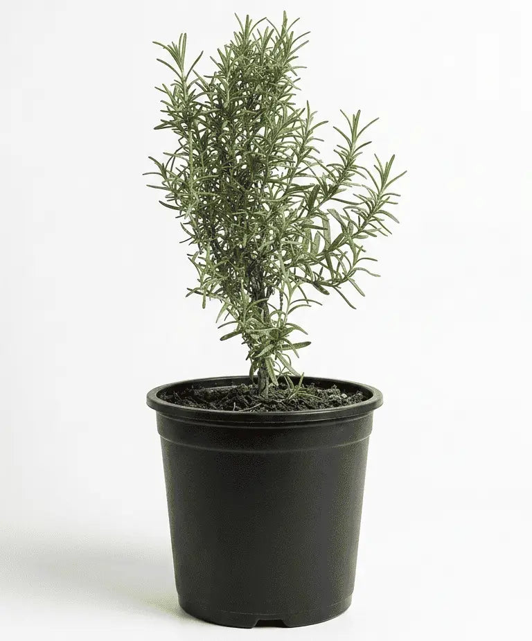 Rosemary