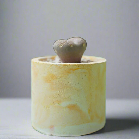 Round Cement Pot With Marble Pattern Small - Shalamar Nurseries & LandscapersShalamar Nurseries & Landscapers