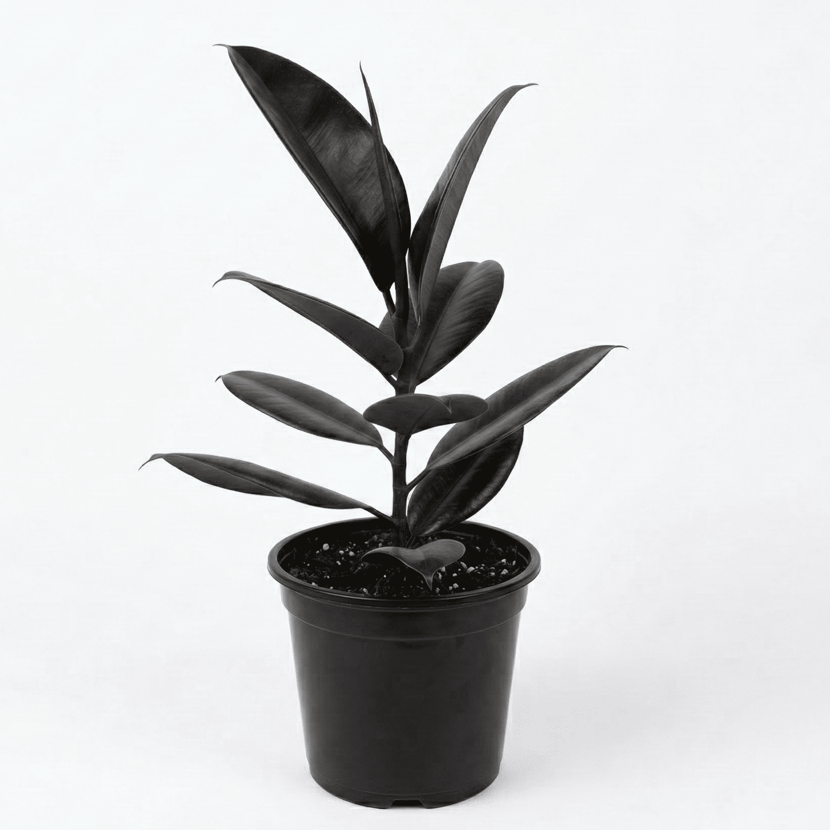 Rubber Plant Black