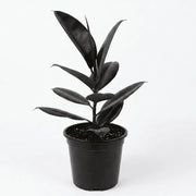 Rubber Plant Black - Shalamar Nurseries & Landscapers