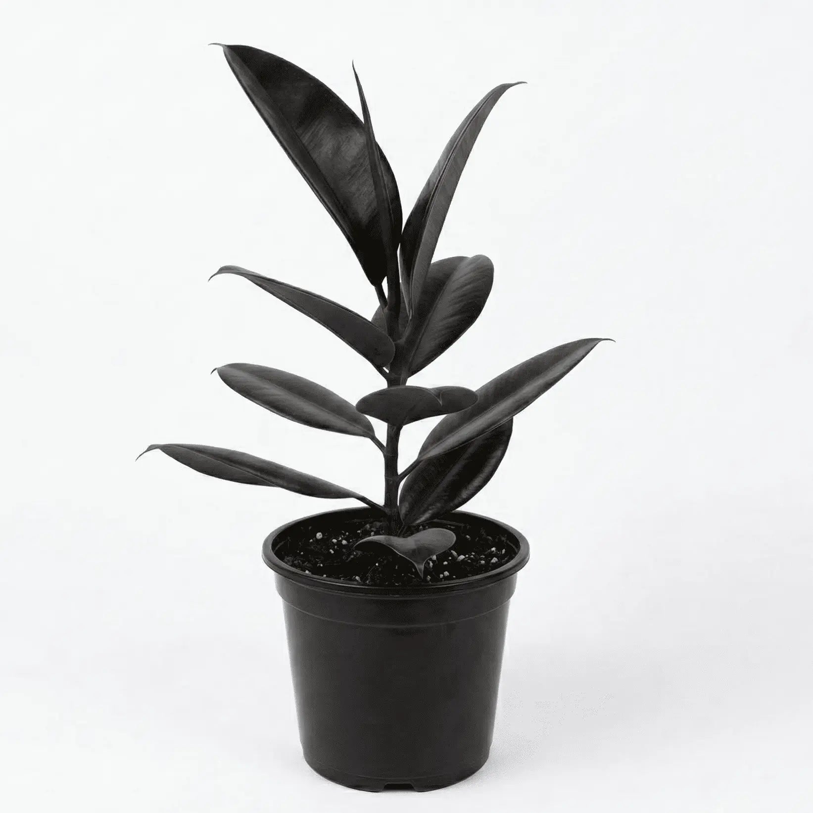 Rubber Plant Black - Shalamar Nurseries & Landscapers