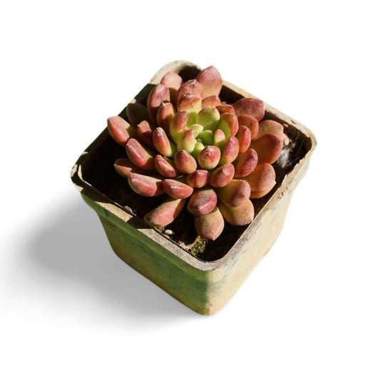 Sedeveria - Shalamar Nurseries & LandscapersShalamar Nurseries & Landscapers