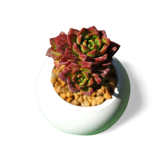 Sedeveria letizia - Shalamar Nurseries & LandscapersShalamar Nurseries & Landscapers