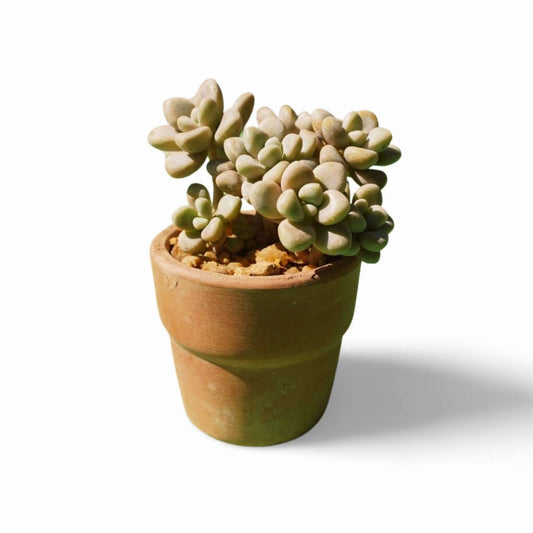 Sedum mendozae shimmering rose - Shalamar Nurseries & LandscapersShalamar Nurseries & Landscapers