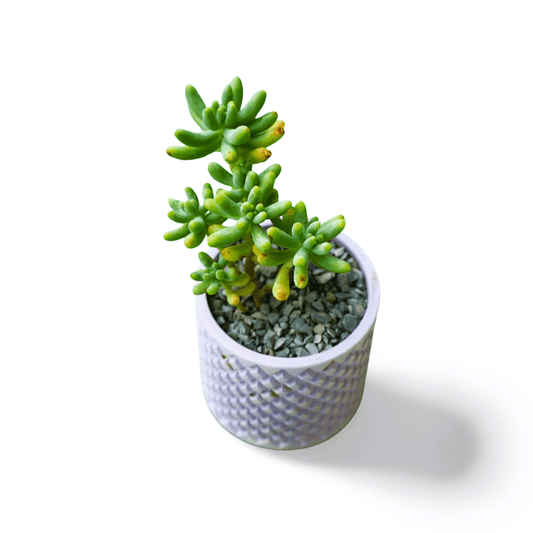 Sedum pachyphyllum - Jellybeans - Shalamar Nurseries & LandscapersShalamar Nurseries & Landscapers