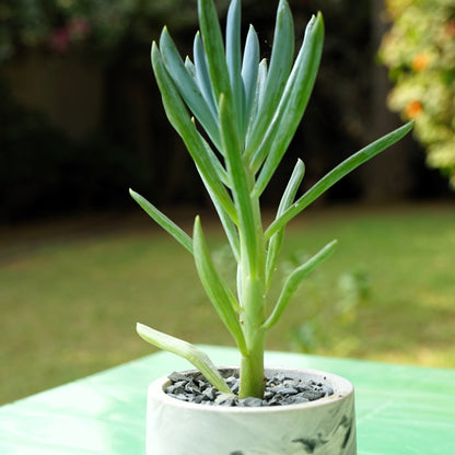 Senecio Blue Chalksticks - Shalamar Nurseries & LandscapersShalamar Nurseries & Landscapers