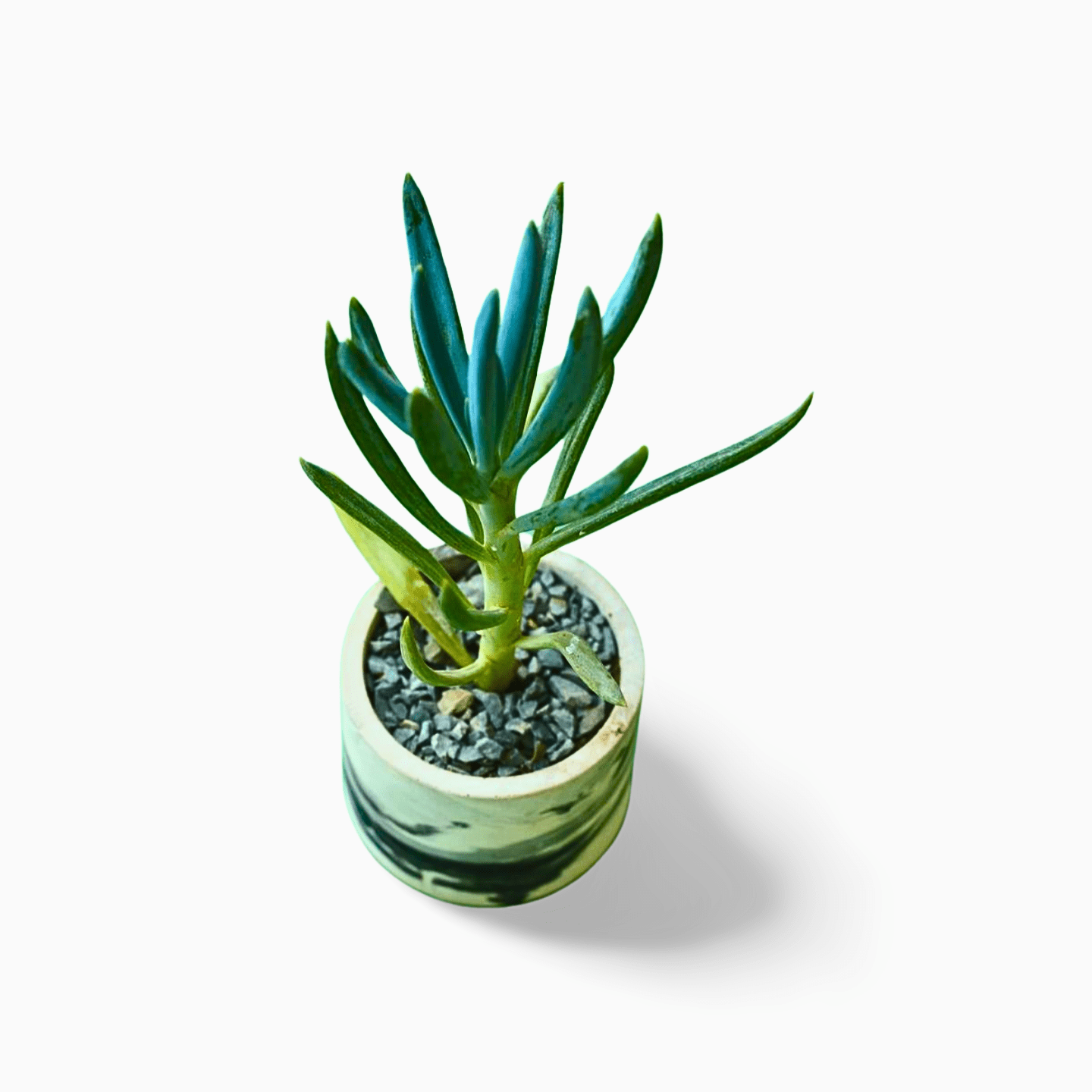 Senecio Blue Chalksticks - Shalamar Nurseries & LandscapersShalamar Nurseries & Landscapers