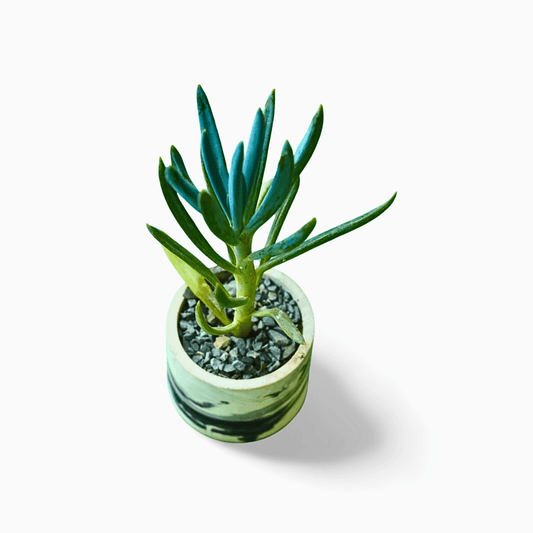 Senecio Blue Chalksticks - Shalamar Nurseries & LandscapersShalamar Nurseries & Landscapers