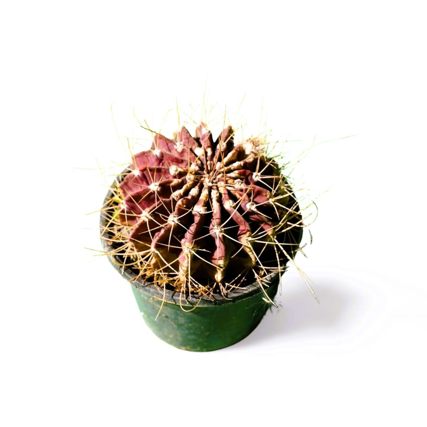 Sierra Cactus - Shalamar Nurseries & LandscapersShalamar Nurseries & Landscapers